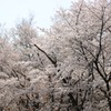 昼お写んぽ