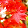 紅