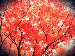 紅葉