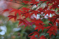 紅葉狩り