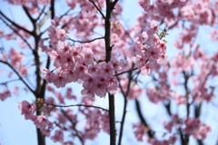 平成最後の桜開花