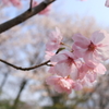 満開