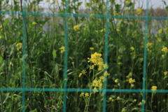 菜の花