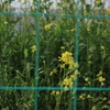 菜の花
