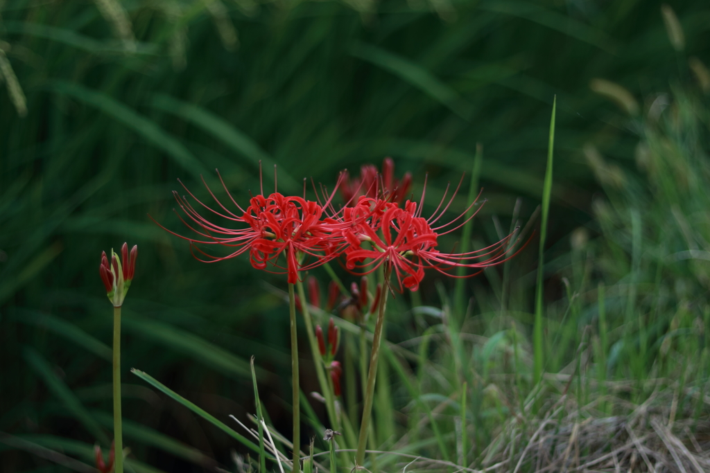 曼珠沙華4