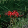 曼珠沙華4