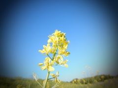 菜の花