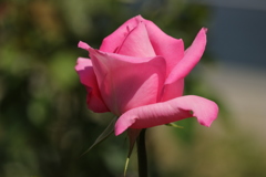 プリンセスマーガレットオブイングランド