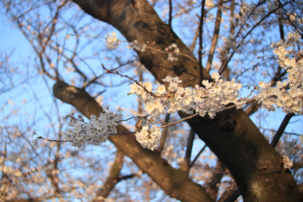 朝日に照らされて2