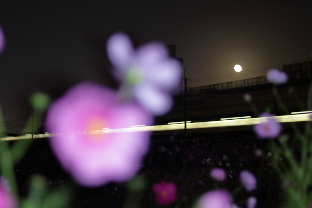 電車と秋桜