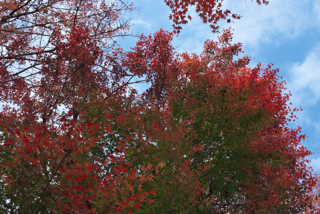 令和元年紅葉　二