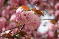 八重桜