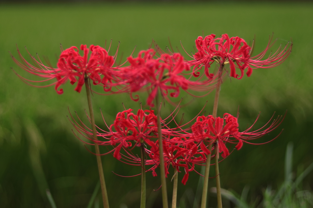 曼珠沙華7