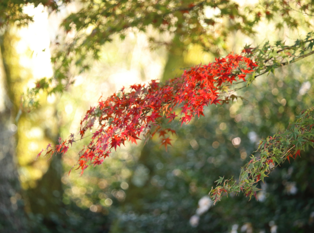 紅葉狩り