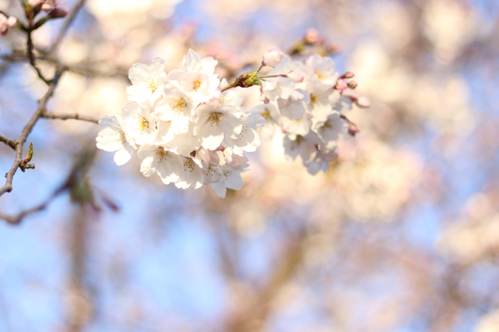 朝日に照らされて4