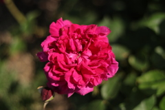 ファインネル　アンシュロス　シャルフェン　シュタイン②