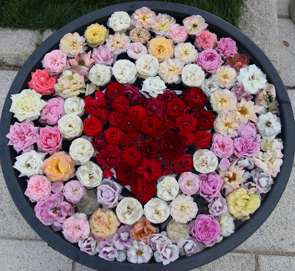 ばらの花手水