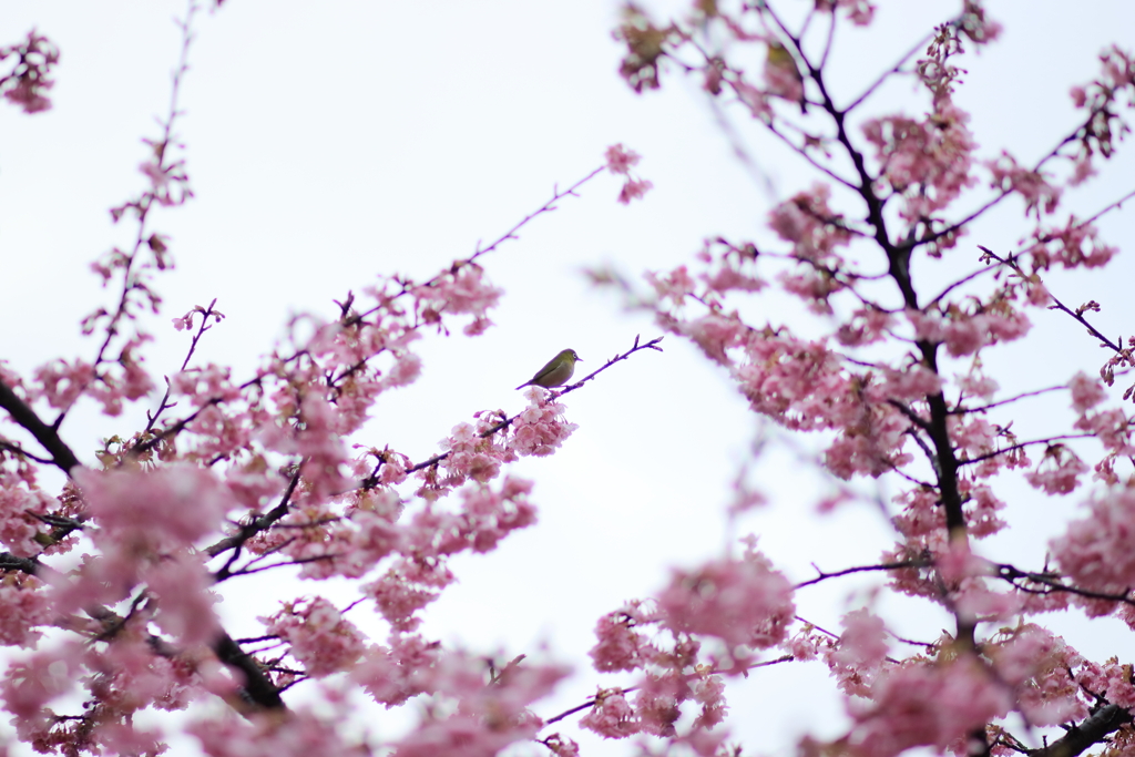 河津桜とメジロ