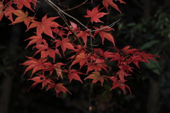 紅葉狩り