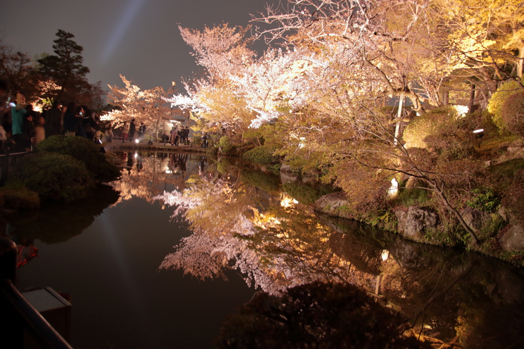 池に写る桜