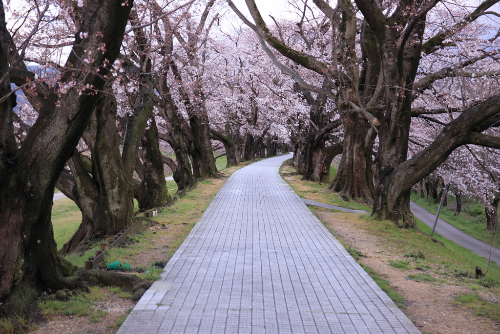 桜並木