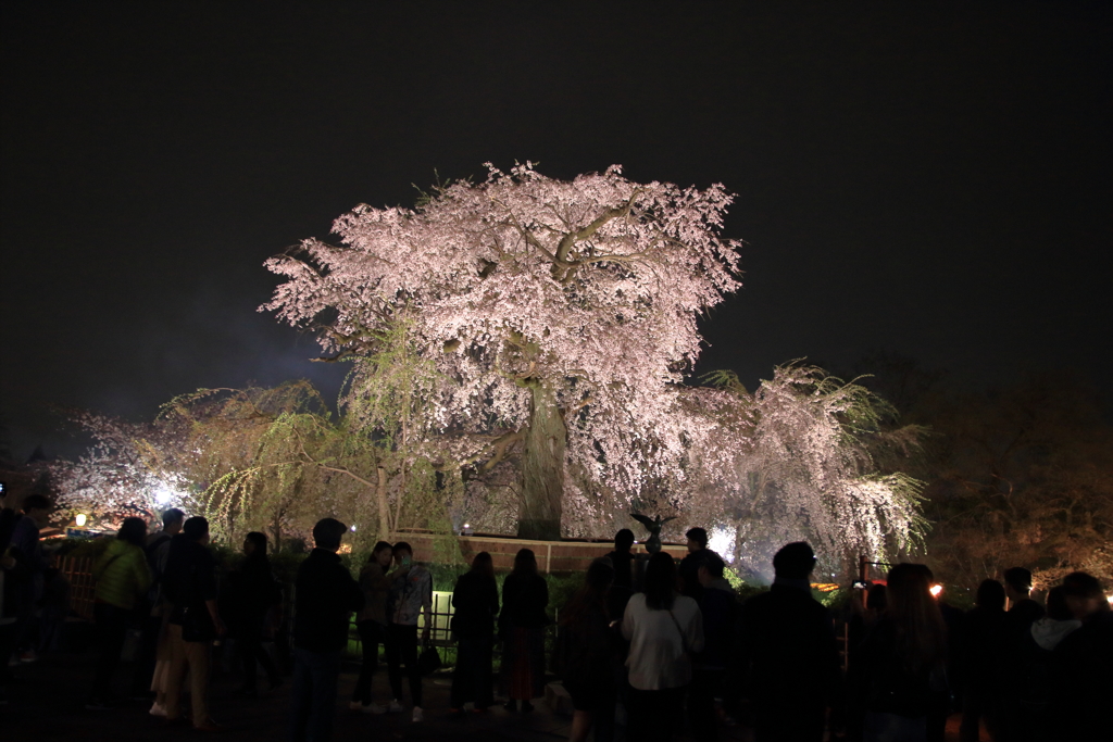 枝垂桜