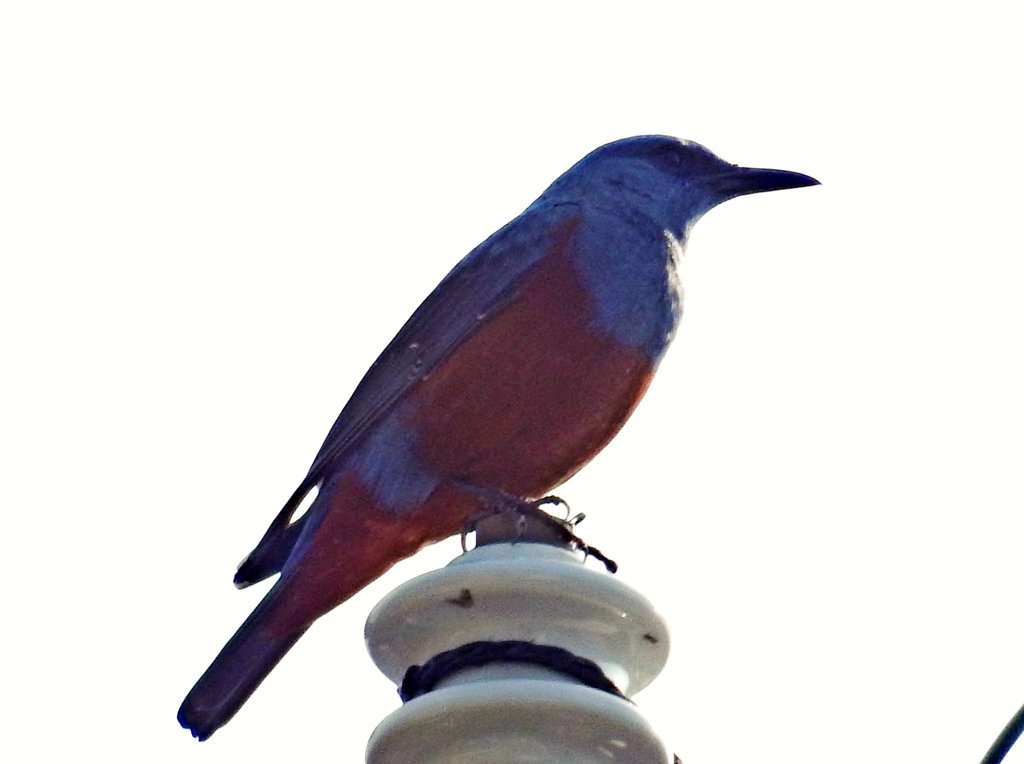 素敵な鳴声