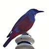 素敵な鳴声