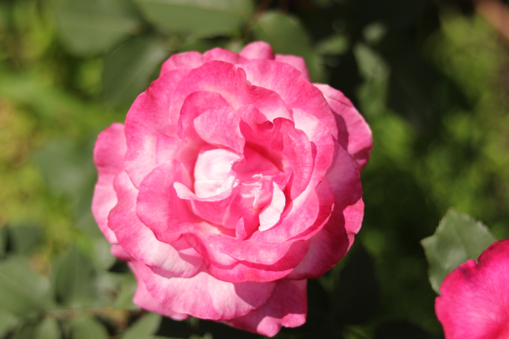 Bernard　Buffe（ベルナールビュッフェ）