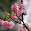 雨に濡れて
