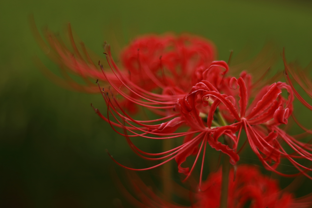 曼珠沙華9