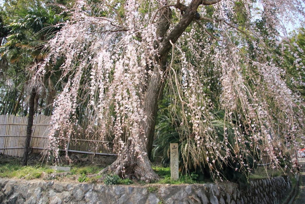 枝垂桜