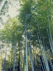竹と風