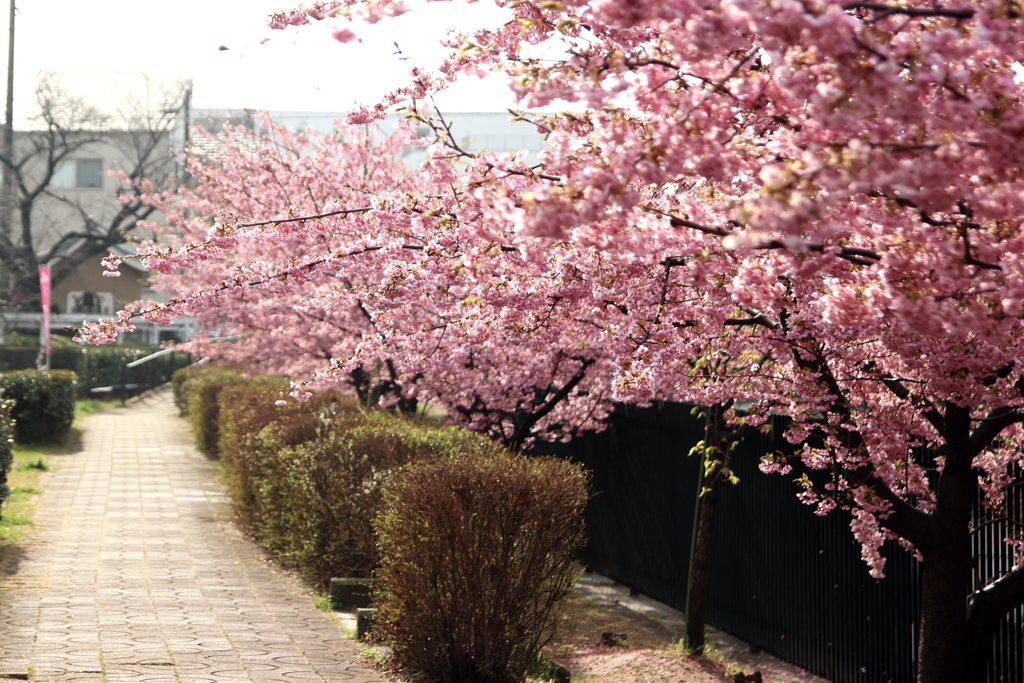 遊歩道と桜並木