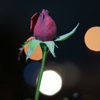 蕾