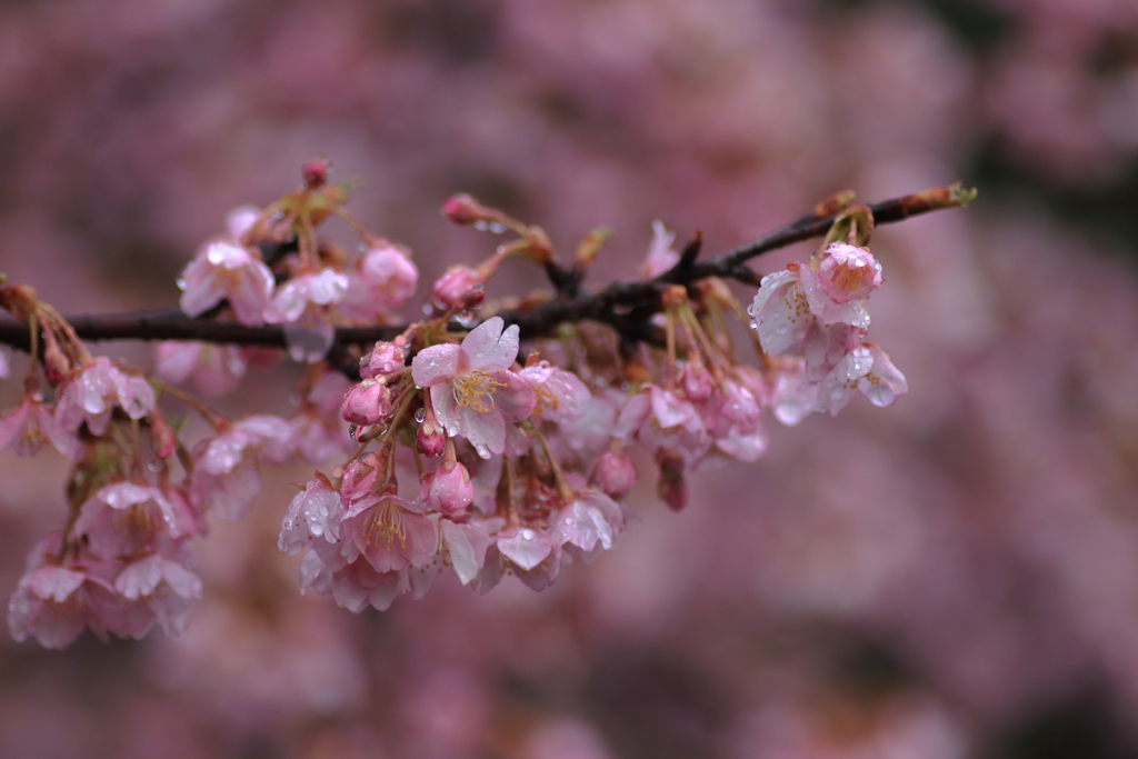 河津桜