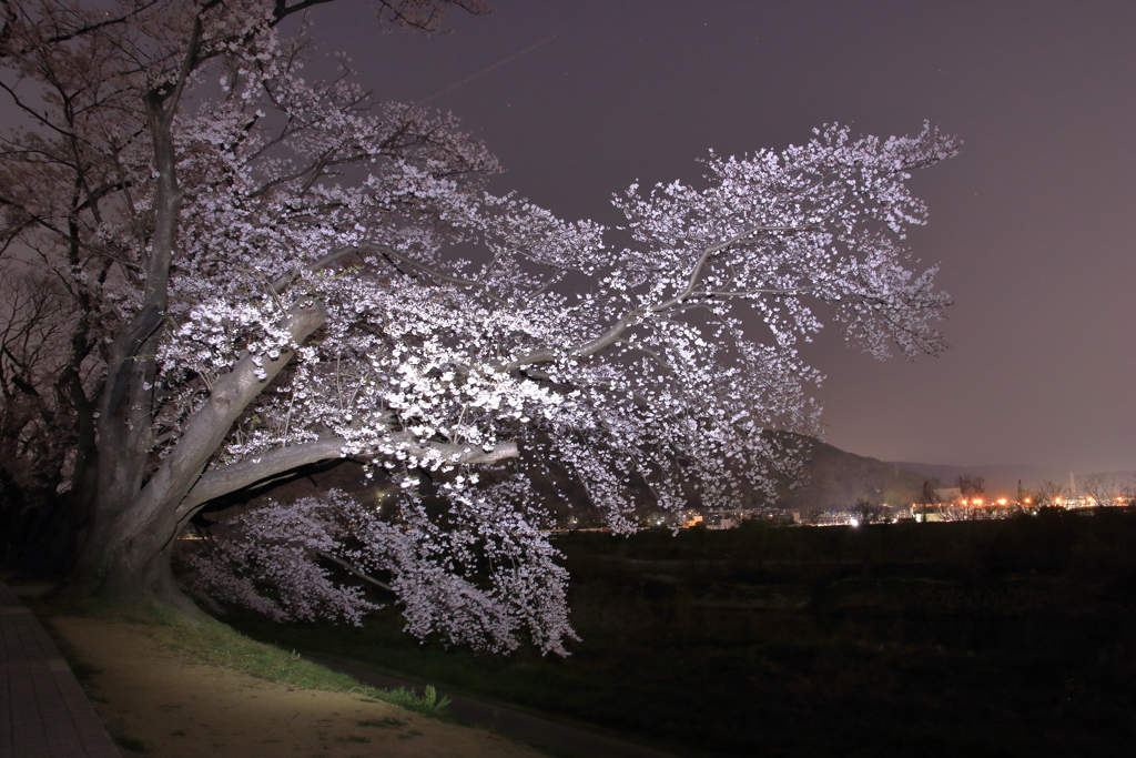 夜桜