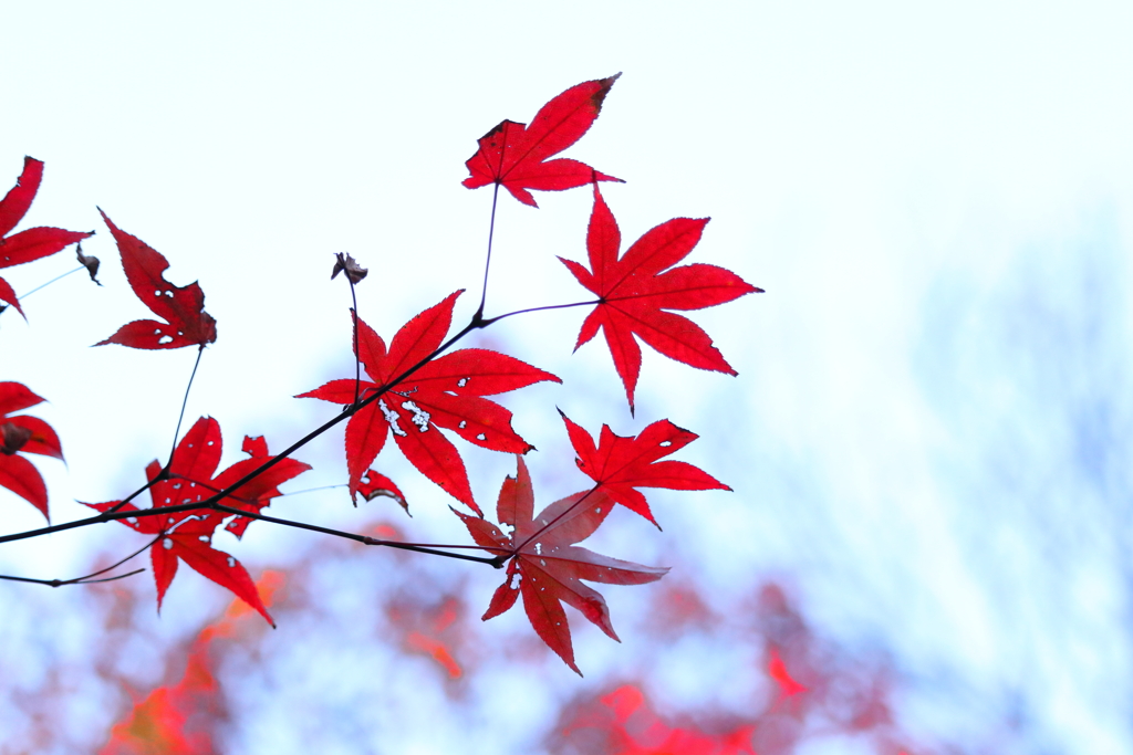 紅葉狩り