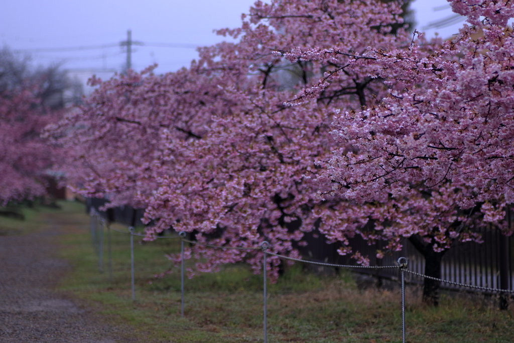 桜並木