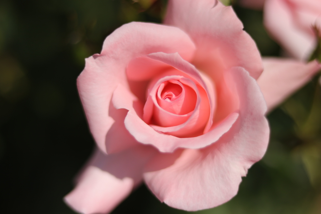 PrincessAiko（プリンセスアイコ）②