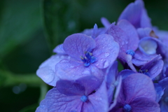 濡れる紫陽花