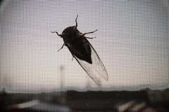 網戸にセミ