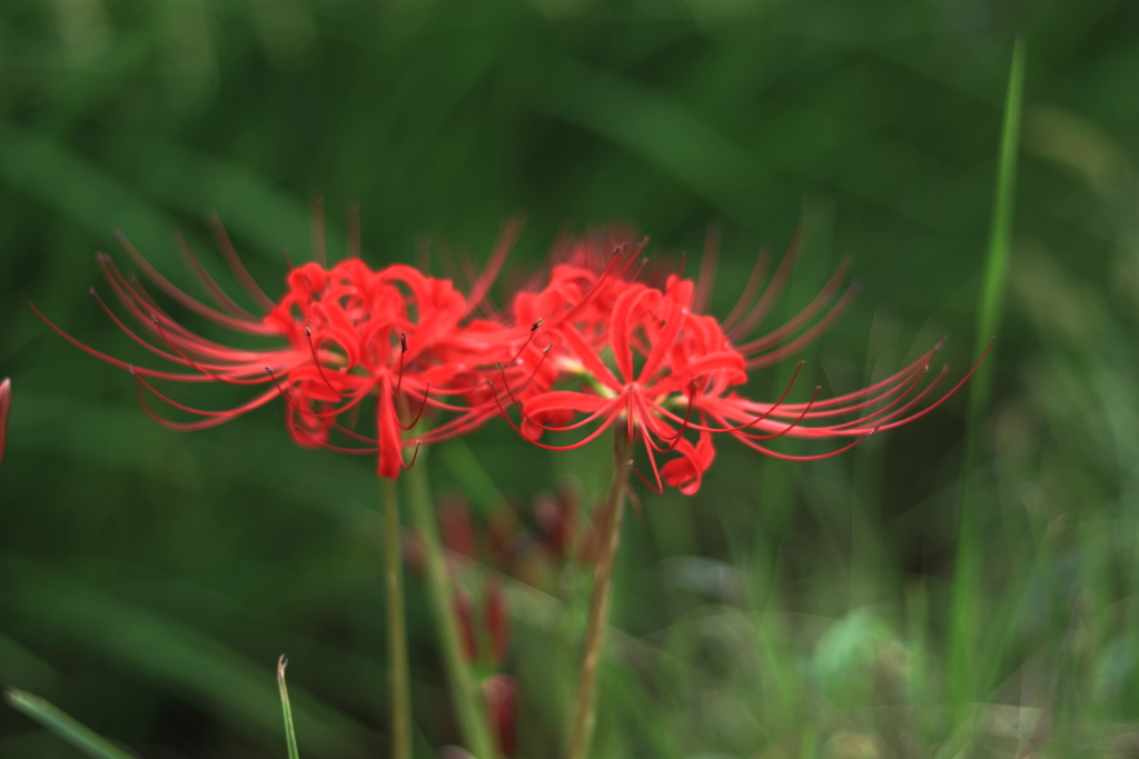 曼珠沙華