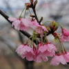桜咲く