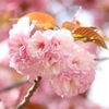 八重桜