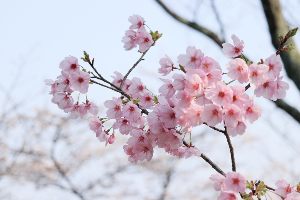 桜