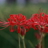 曼珠沙華3