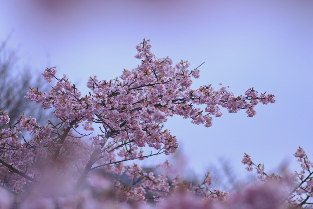 河津桜