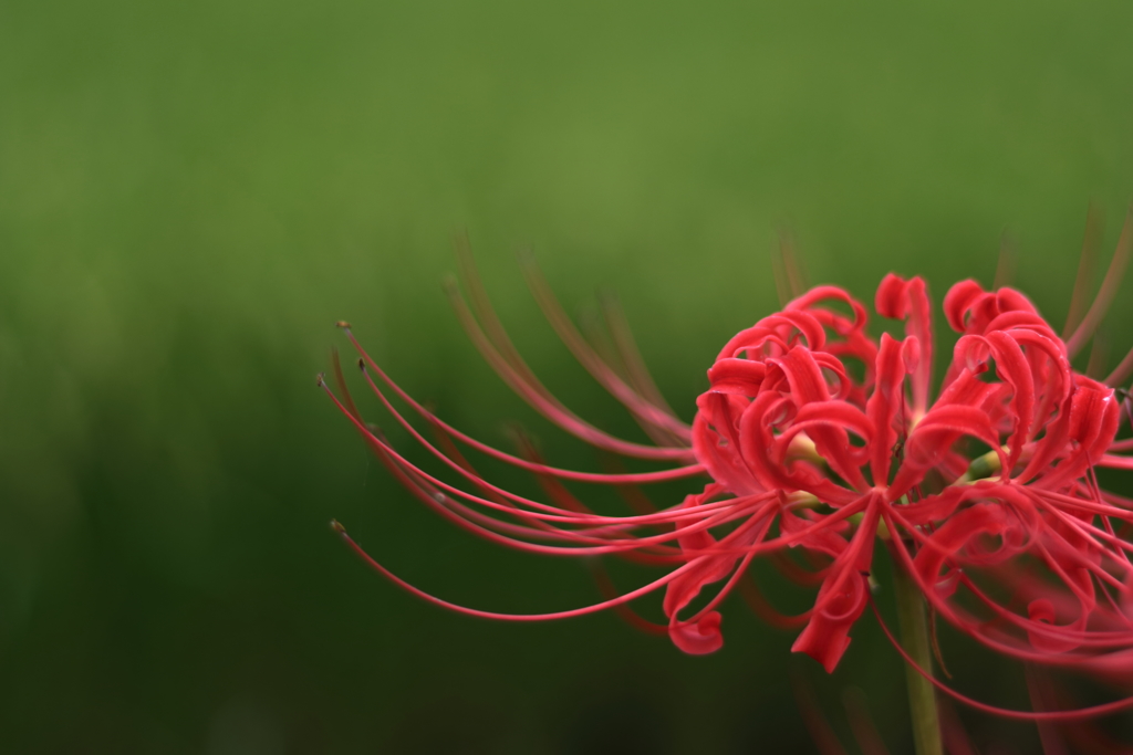 曼珠沙華8