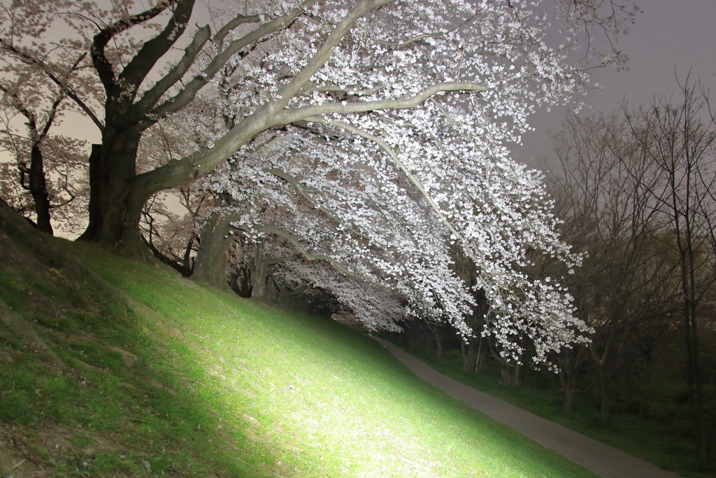 夜の背割提
